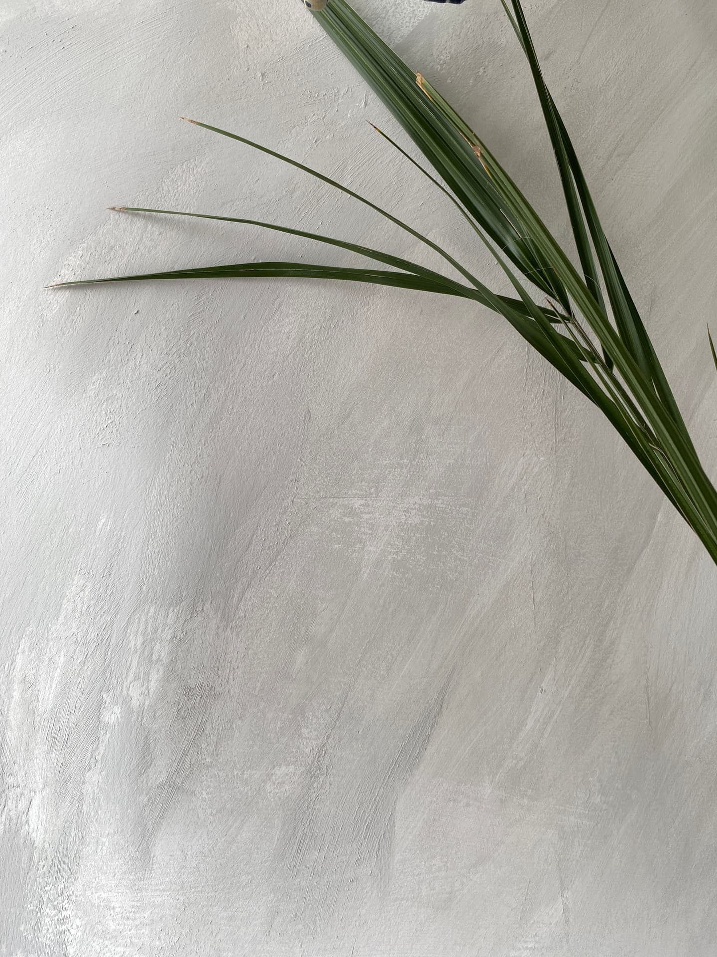 Pale grey textured plaster wall with palm frond